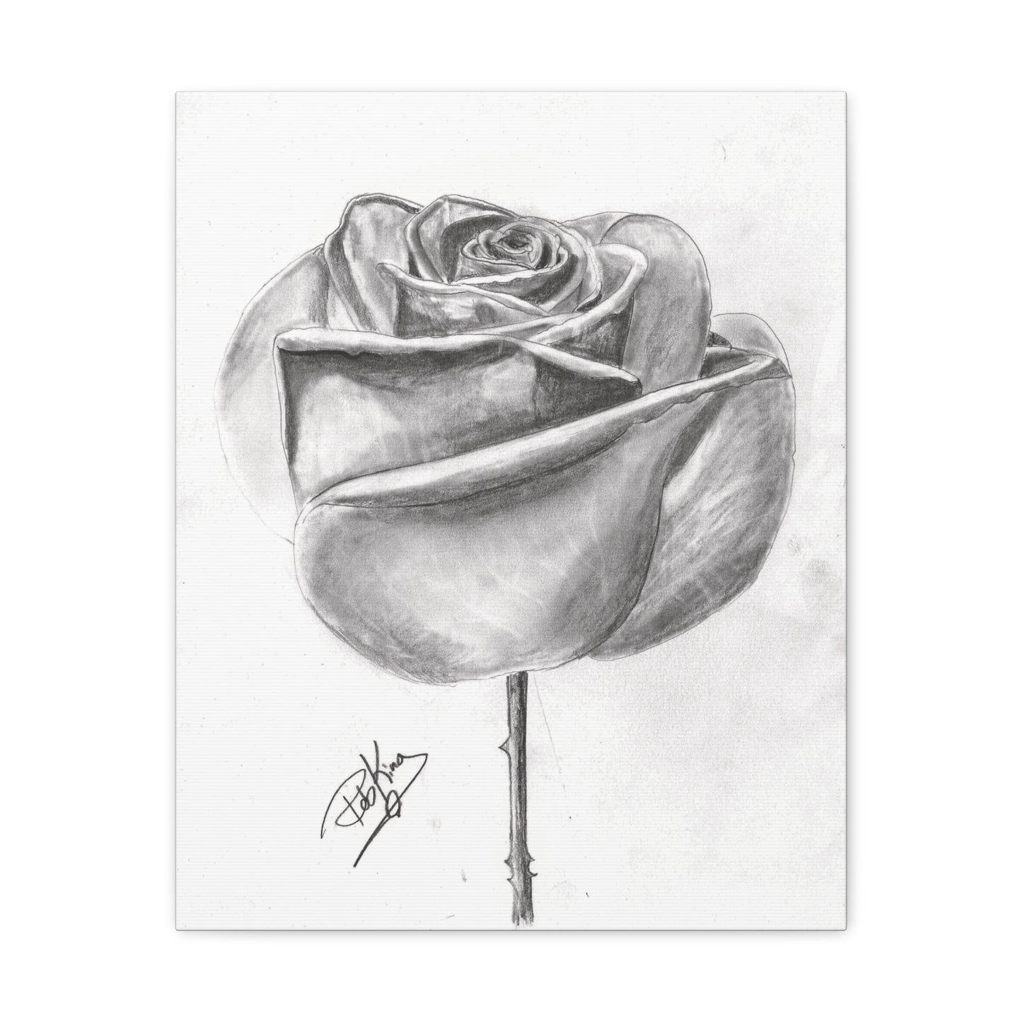 Single Rose in Bloom  - Canvas Gallery Wraps