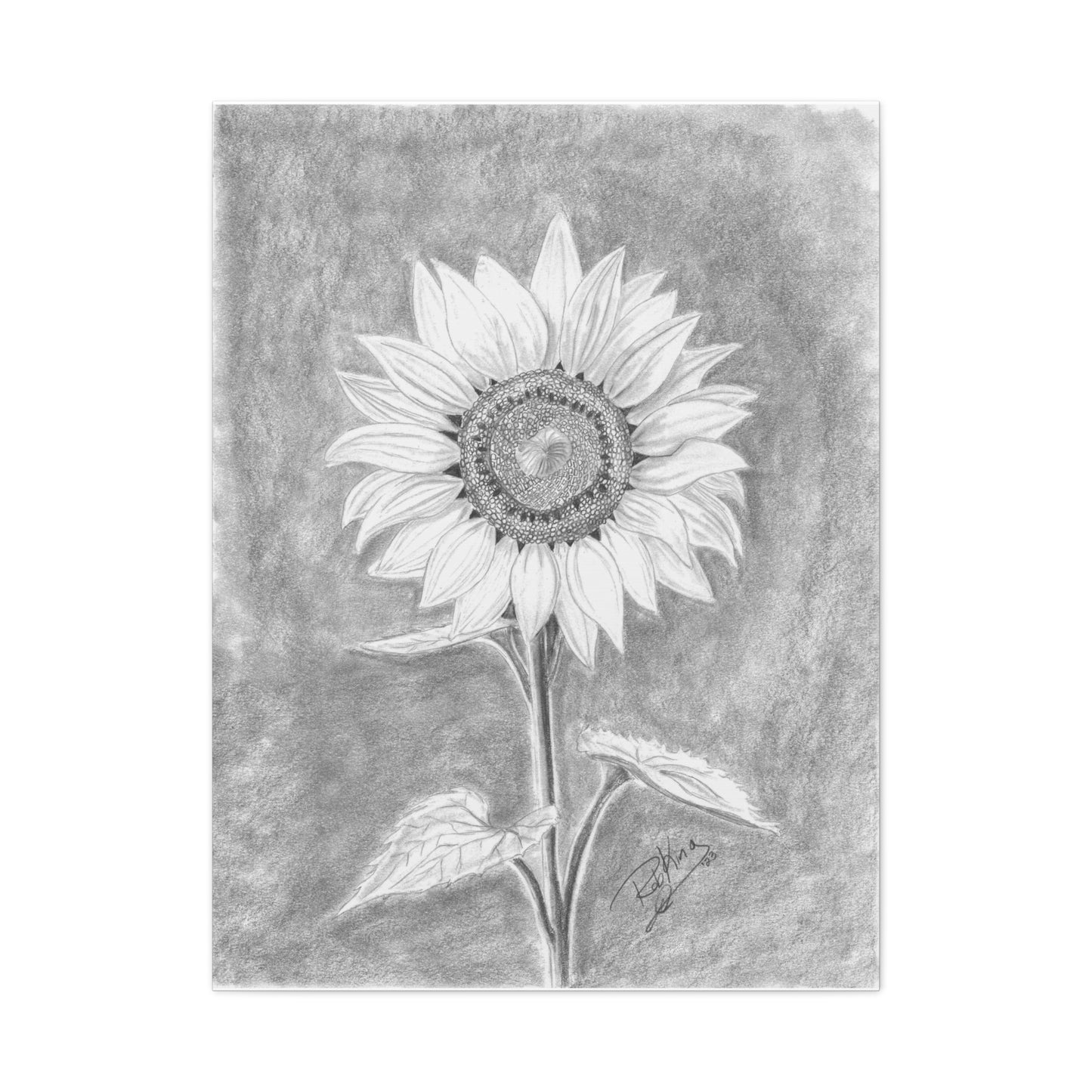 Sunflower  - Canvas Gallery Wraps