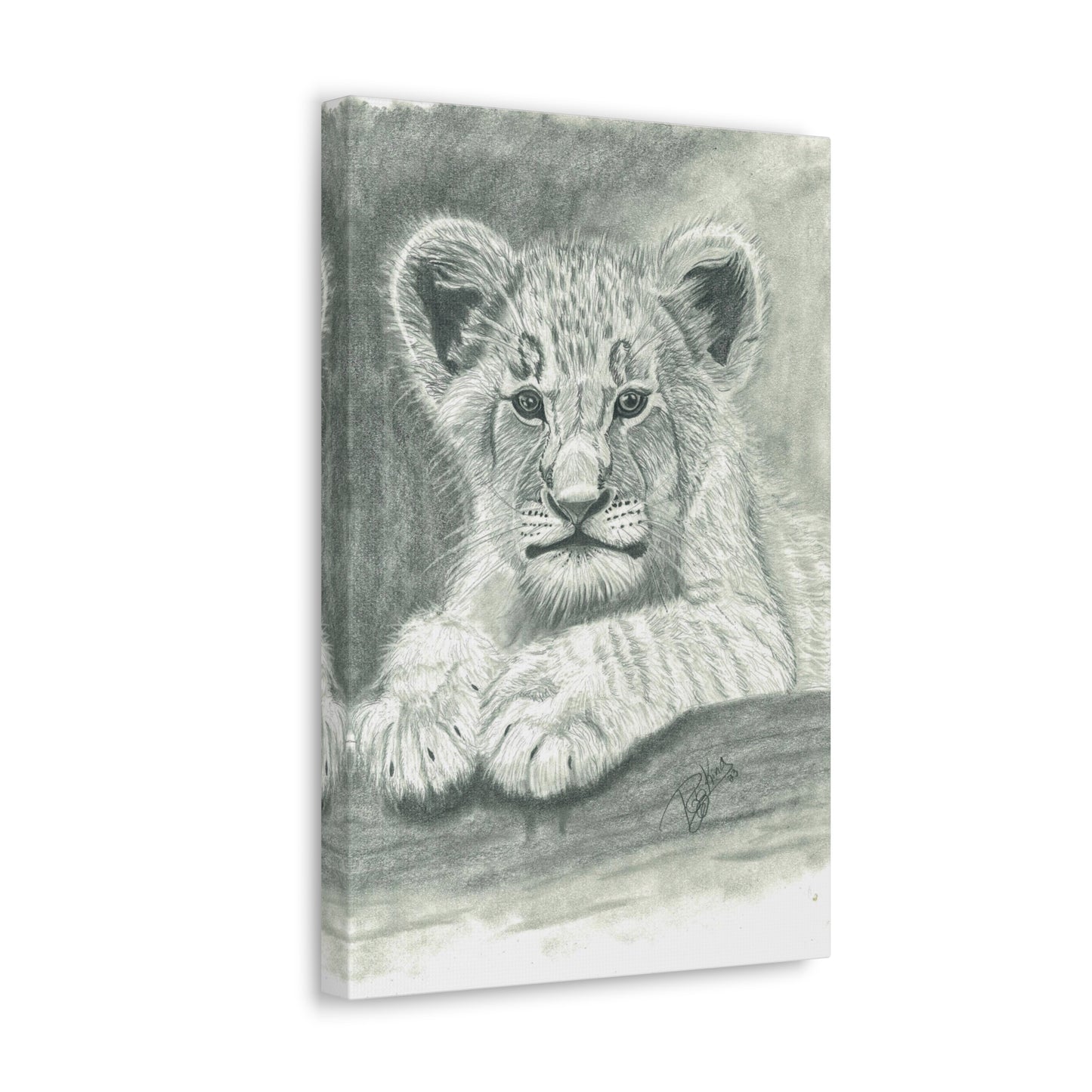 Lion Cub Canvas Gallery Wraps