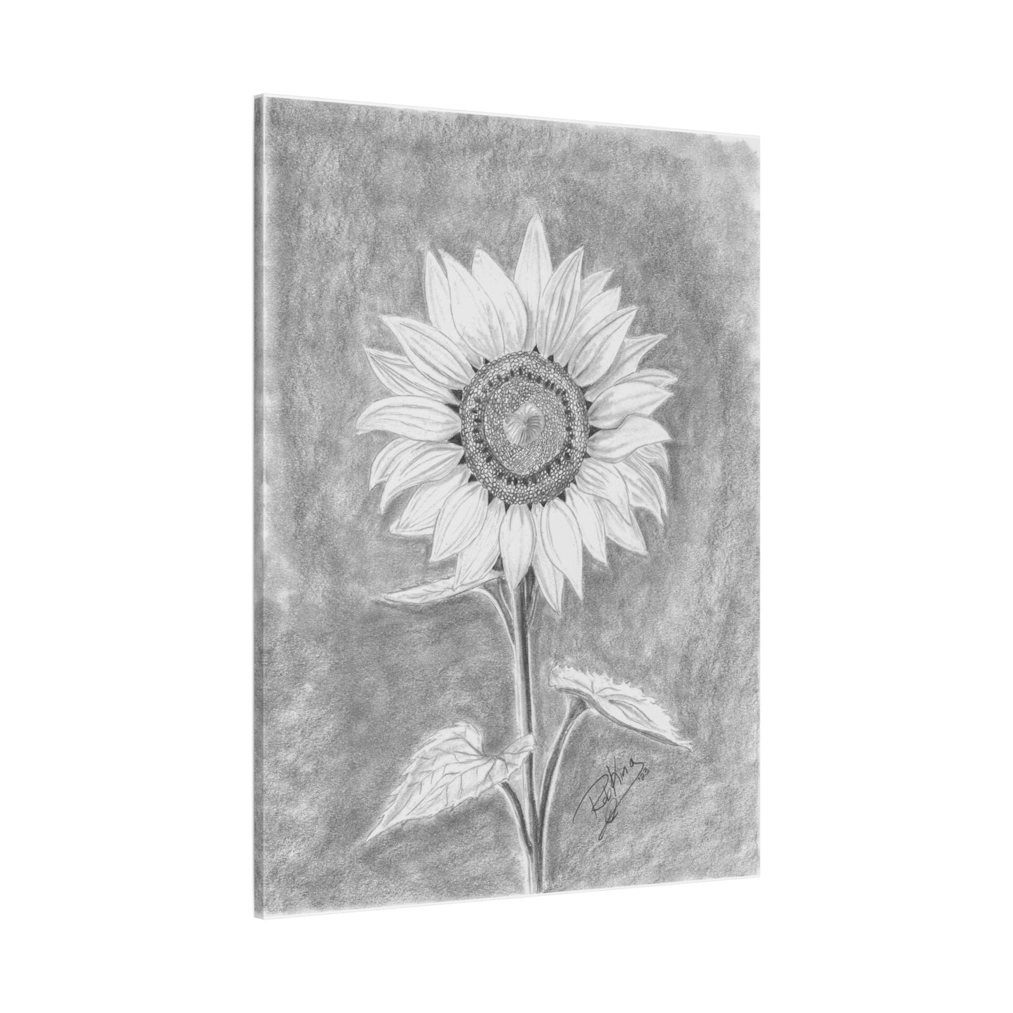 Sunflower  - Canvas Gallery Wraps