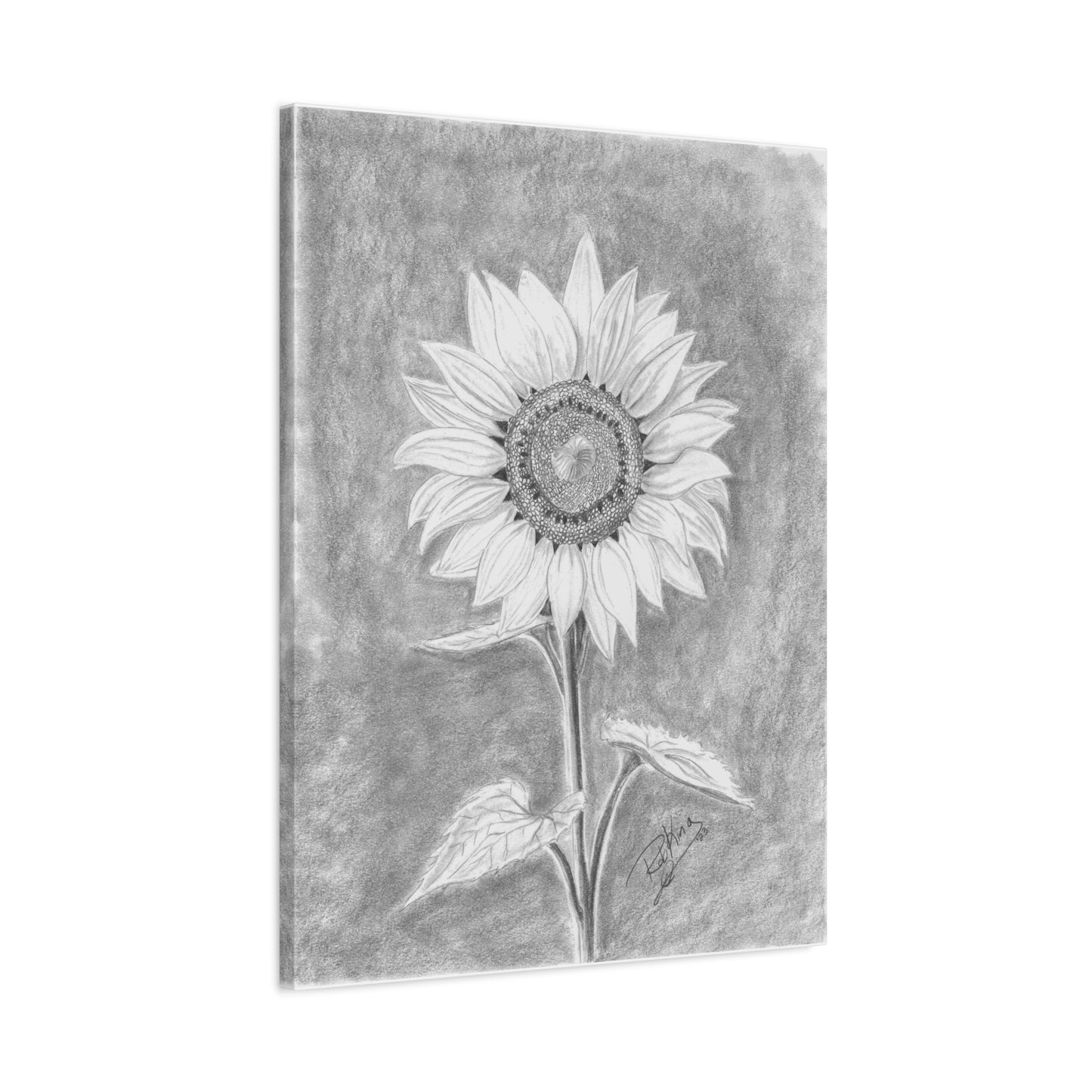 Sunflower  - Canvas Gallery Wraps