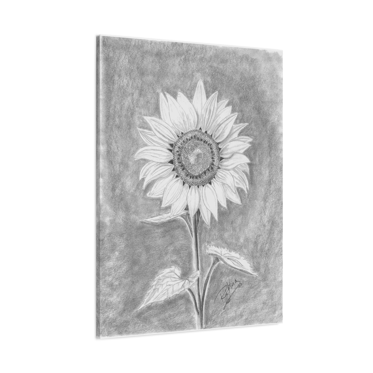 Sunflower  - Canvas Gallery Wraps