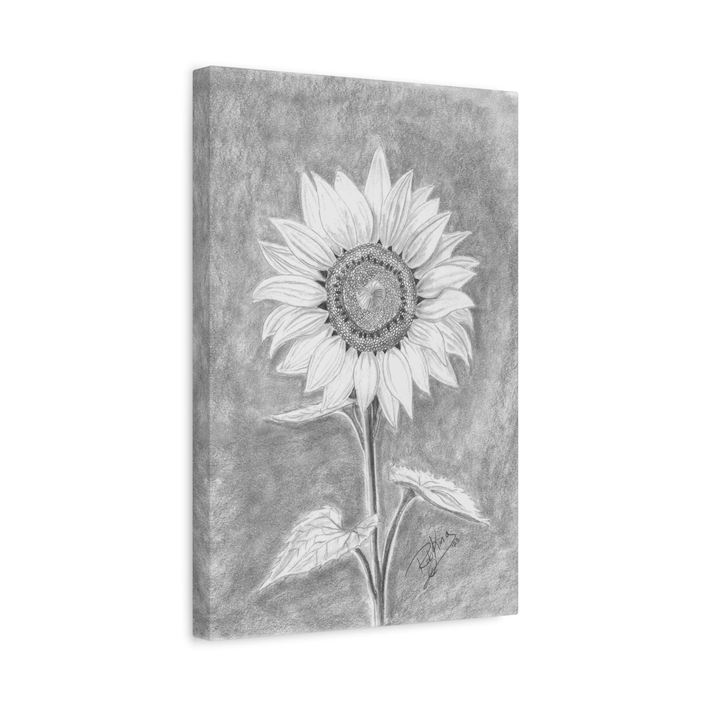 Sunflower  - Canvas Gallery Wraps