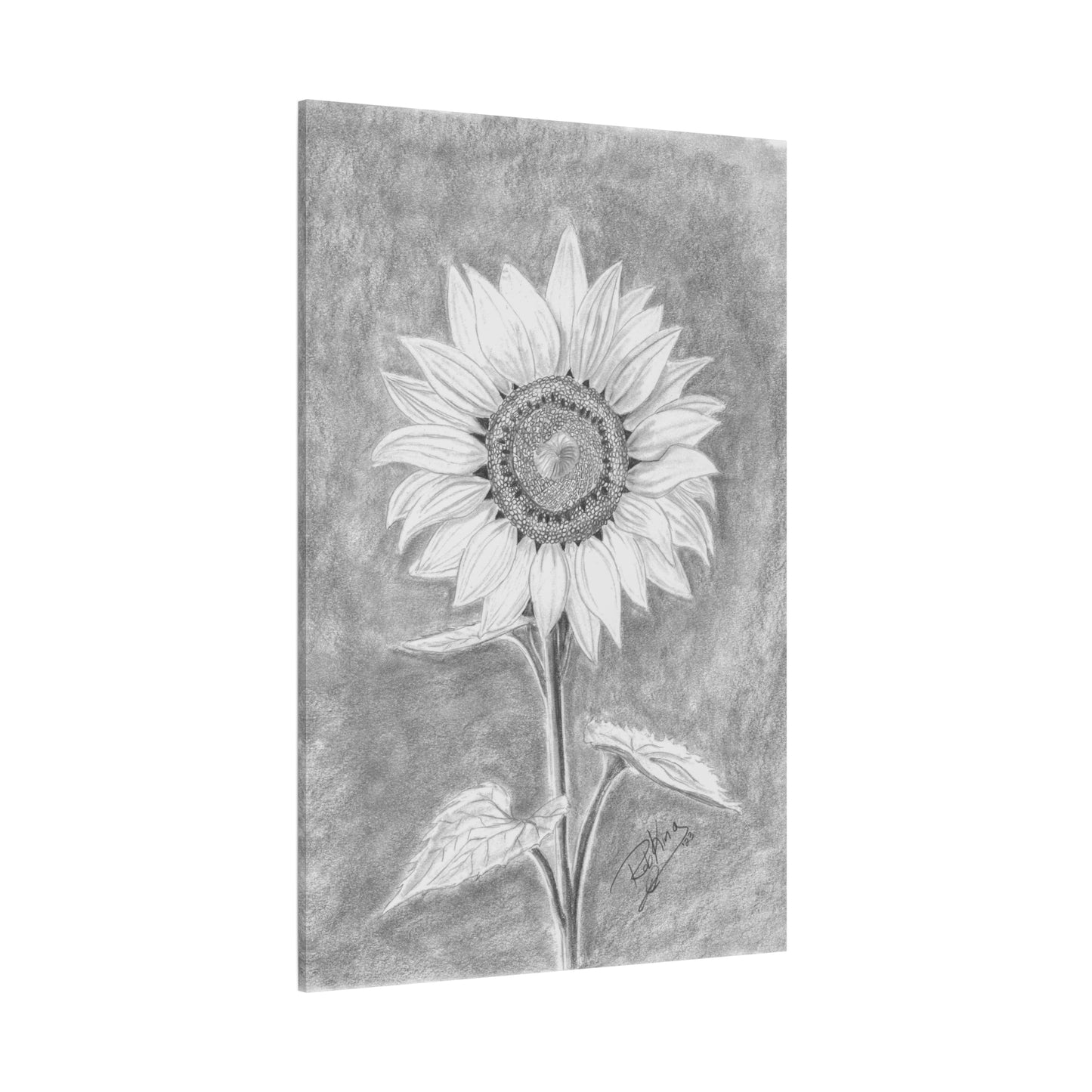 Sunflower  - Canvas Gallery Wraps