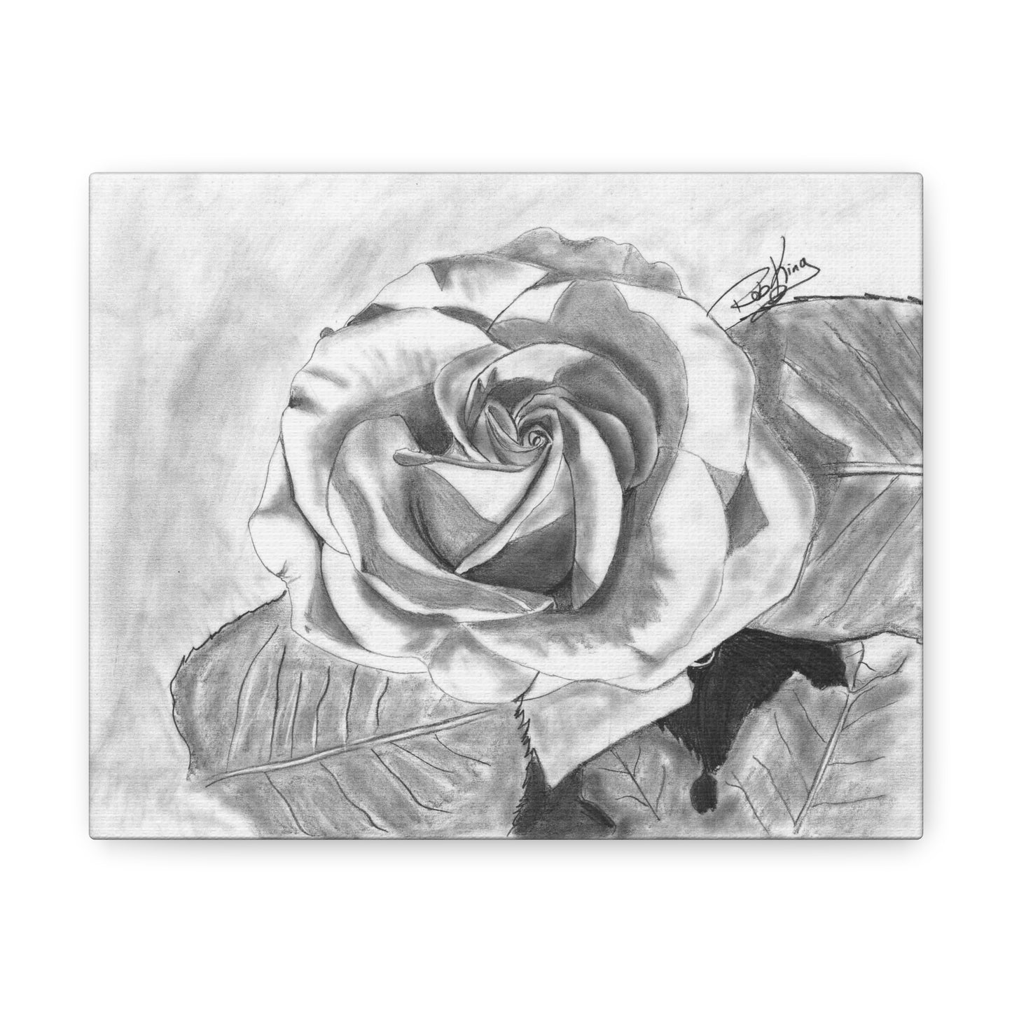 Rose in Bloom - Canvas Gallery Wrap