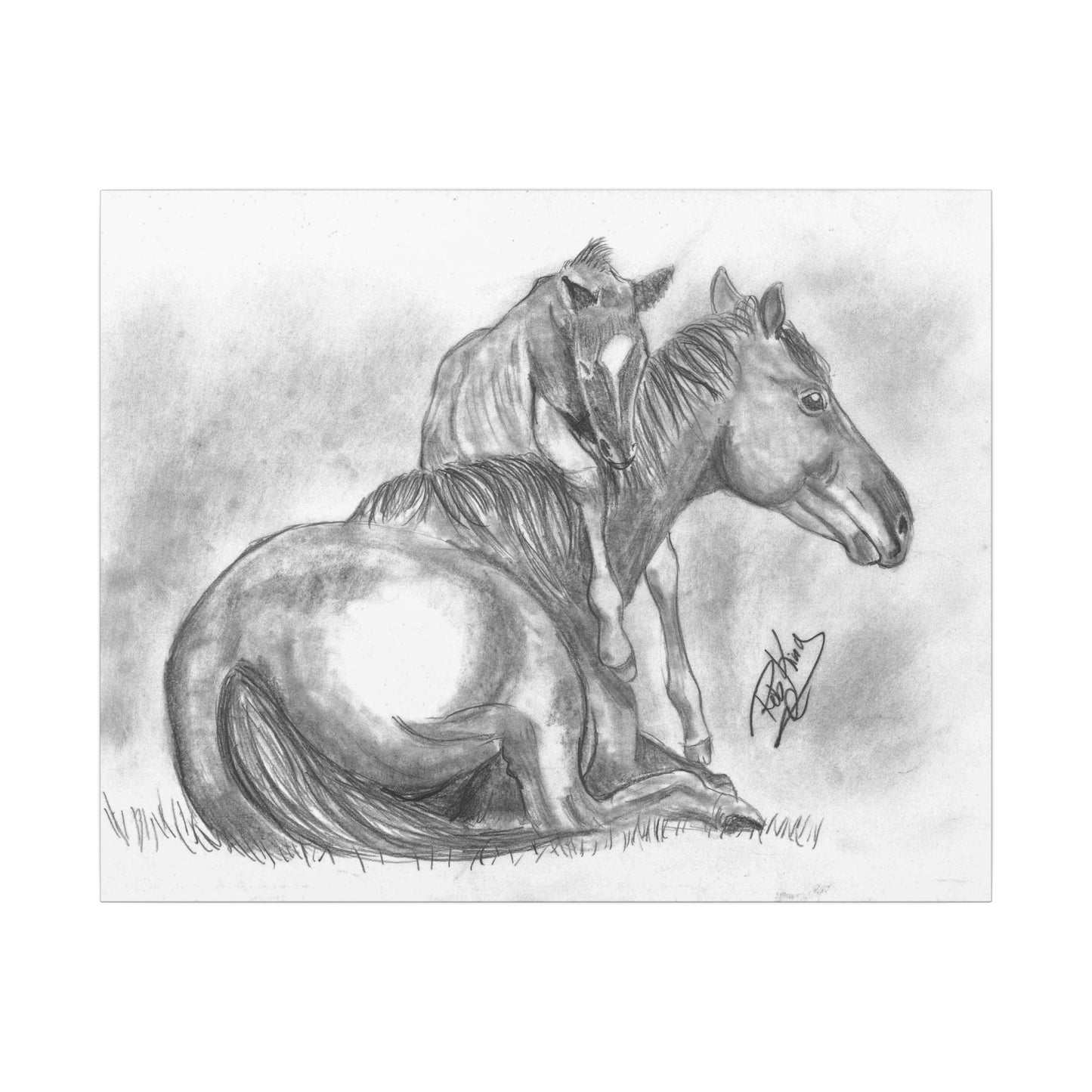 Horse and Foal - Canvas Gallery Wrap