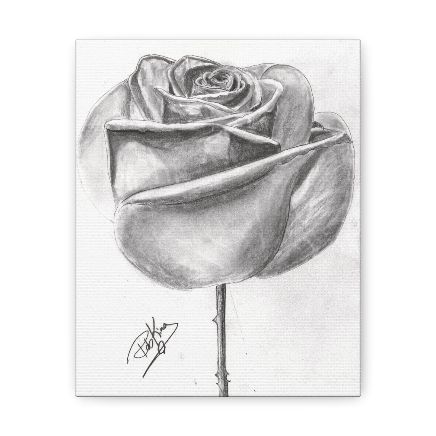 Single Rose in Bloom  - Canvas Gallery Wraps