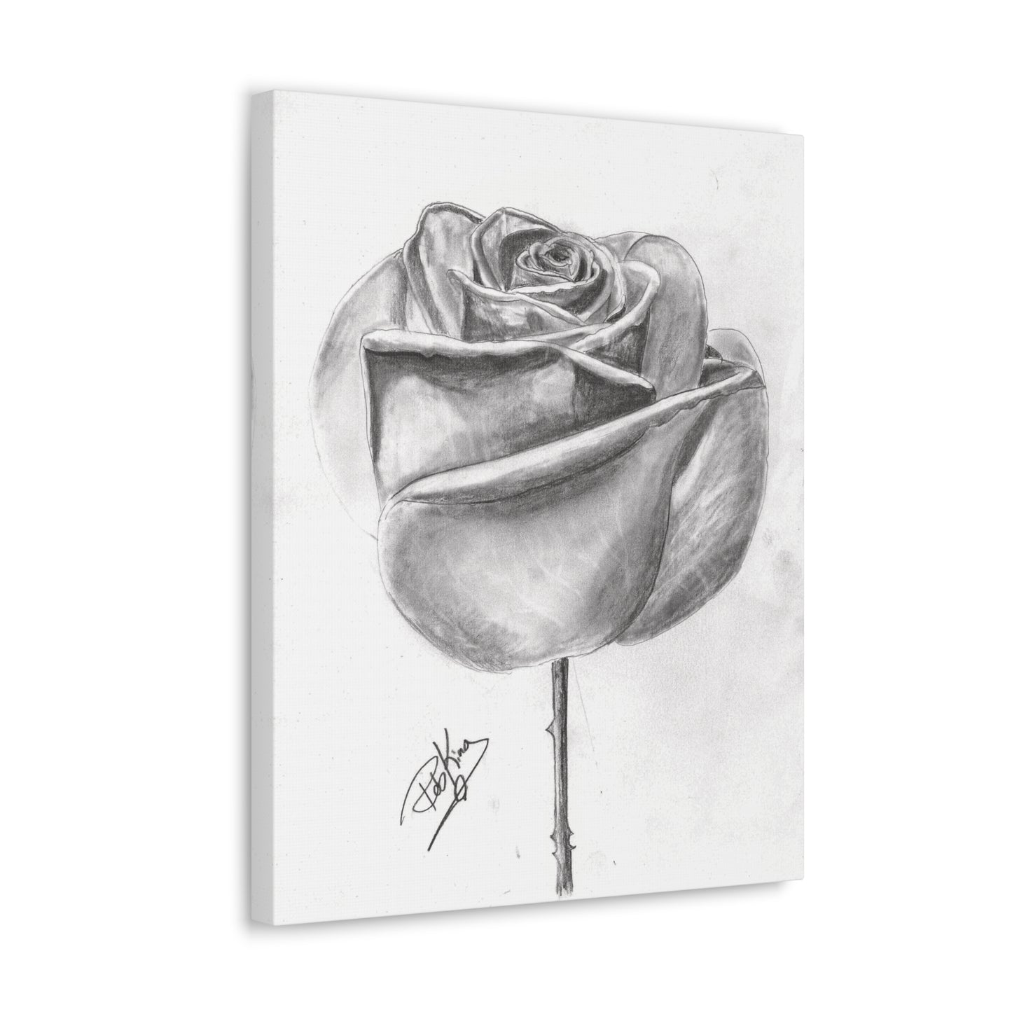 Single Rose in Bloom  - Canvas Gallery Wraps