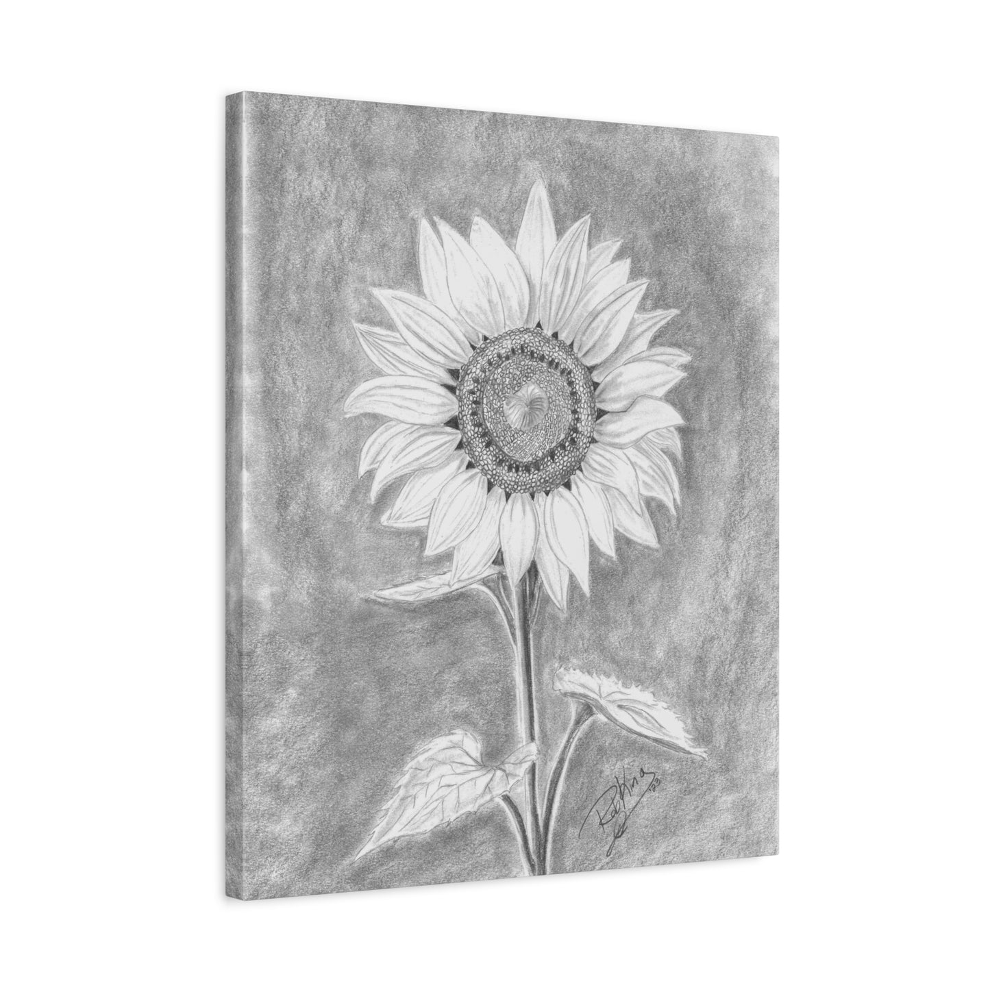 Sunflower  - Canvas Gallery Wraps