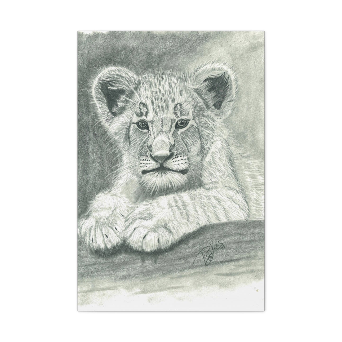 Lion Cub Canvas Gallery Wraps