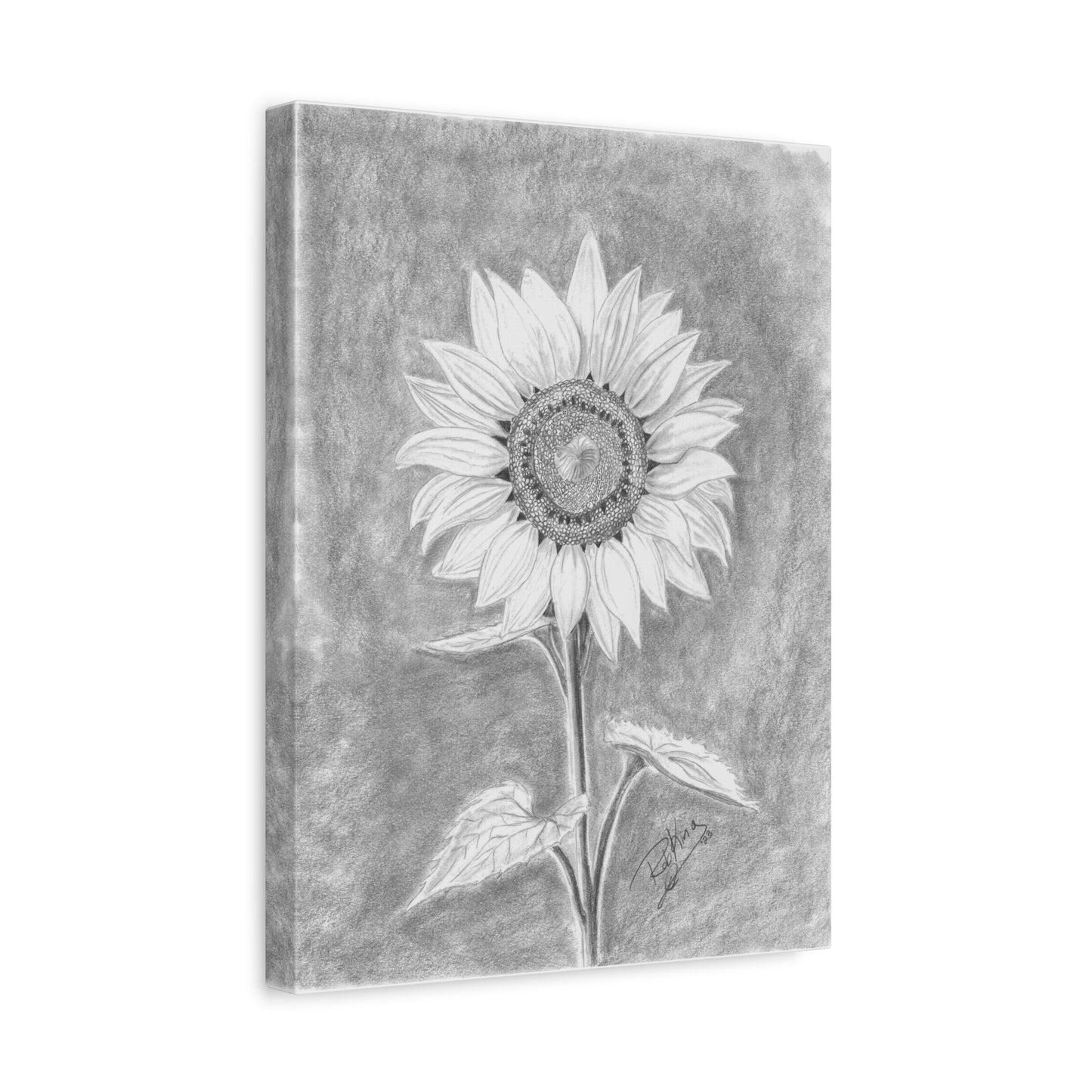 Sunflower  - Canvas Gallery Wraps