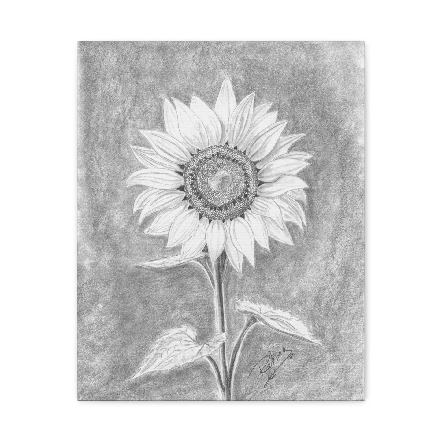Sunflower  - Canvas Gallery Wraps