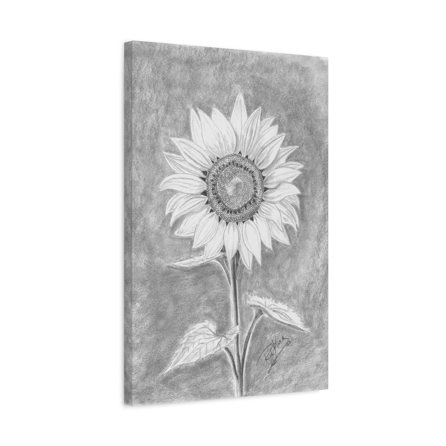 Sunflower  - Canvas Gallery Wraps