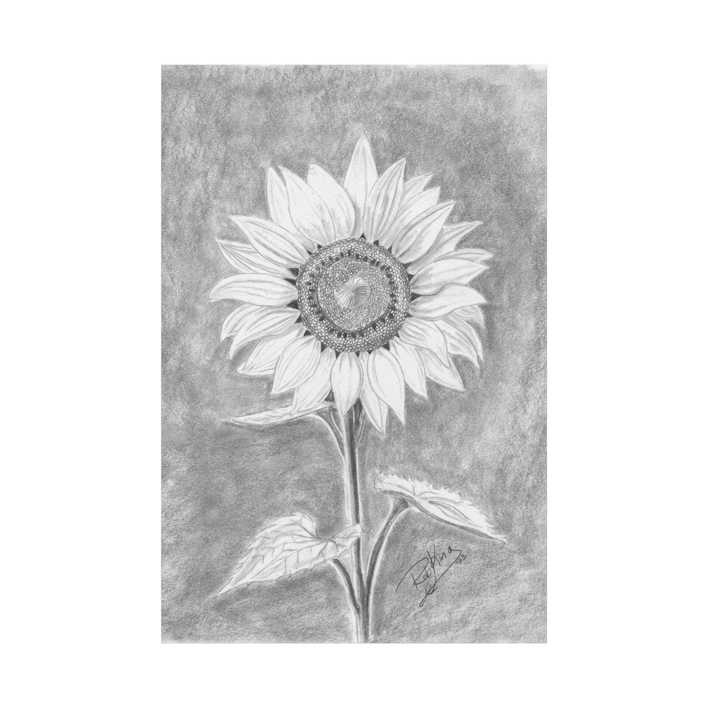 Sunflower  - Canvas Gallery Wraps