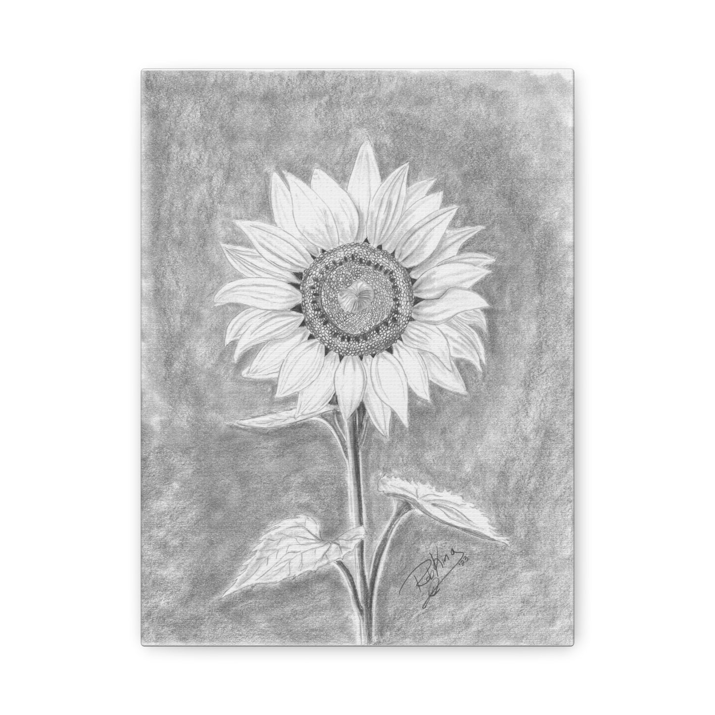 Sunflower  - Canvas Gallery Wraps