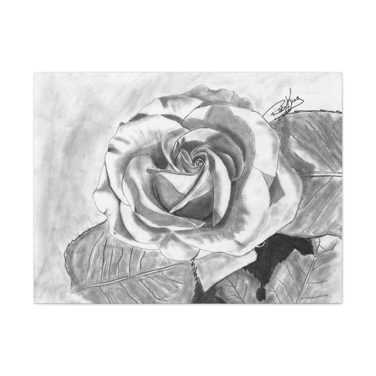 Rose in Bloom - Canvas Gallery Wrap