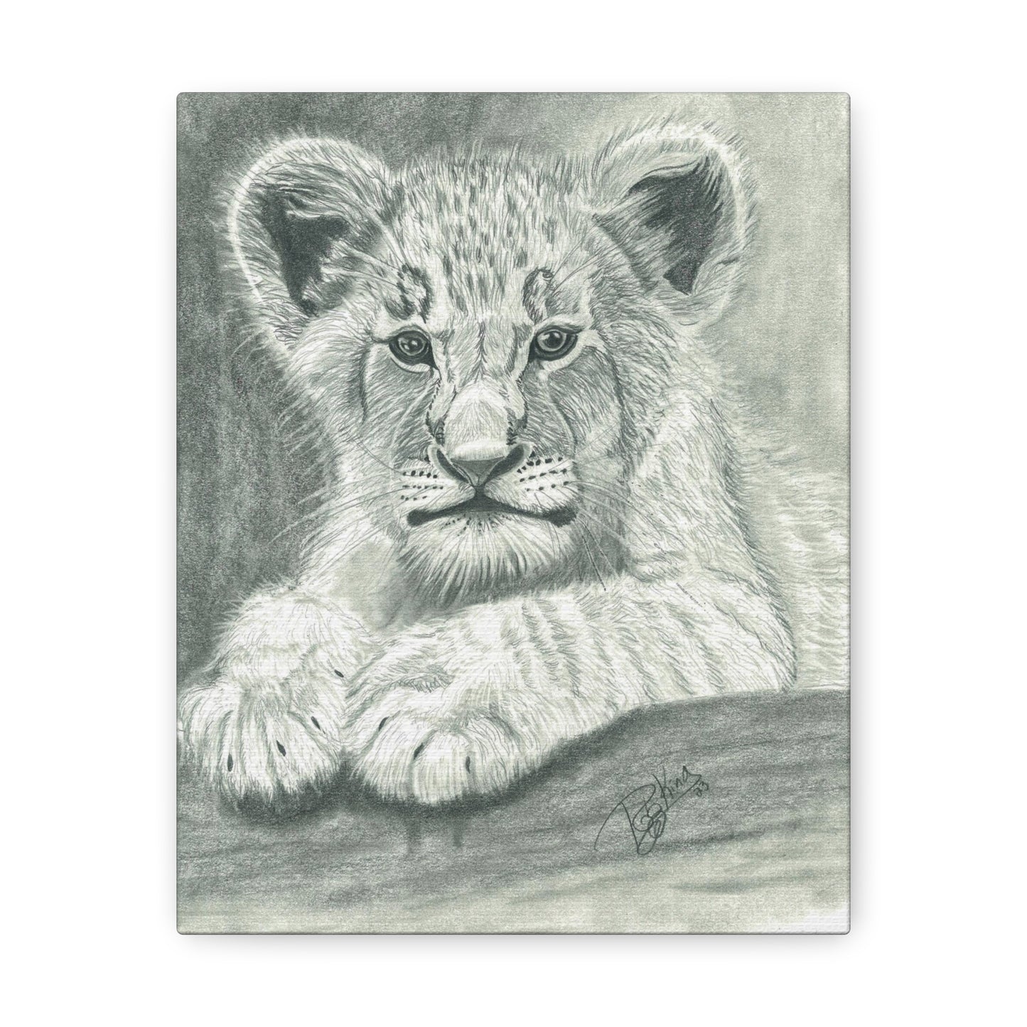 Lion Cub Canvas Gallery Wraps