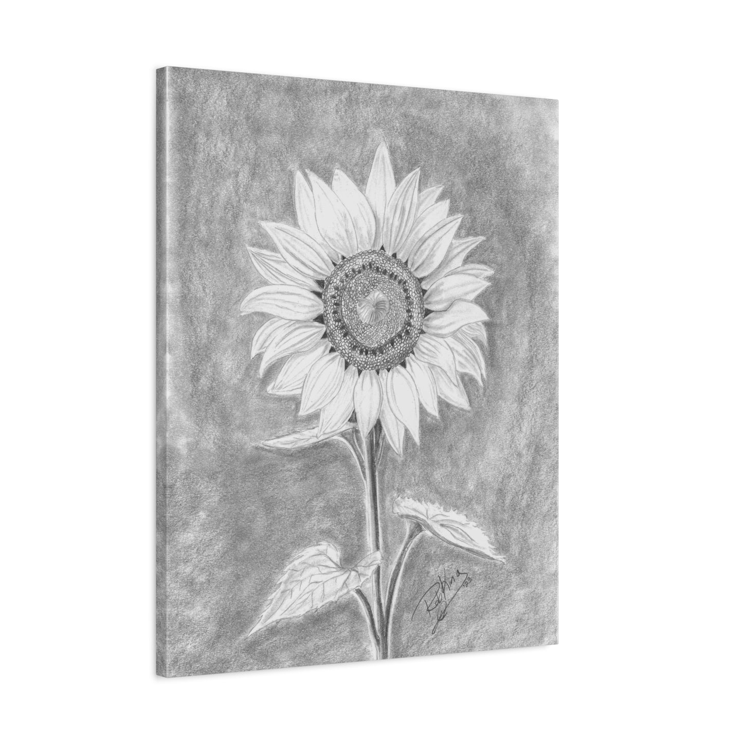 Sunflower  - Canvas Gallery Wraps
