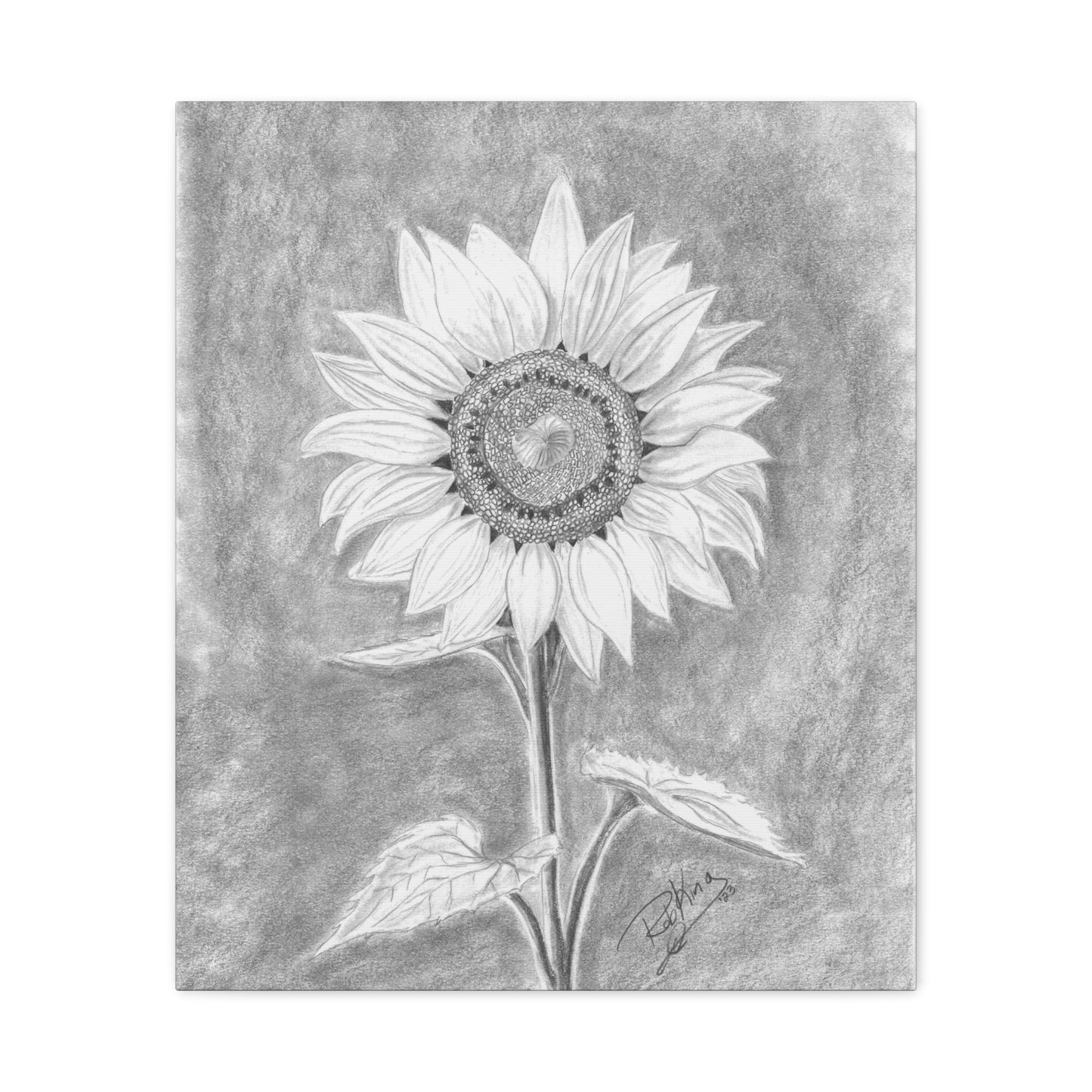 Sunflower  - Canvas Gallery Wraps