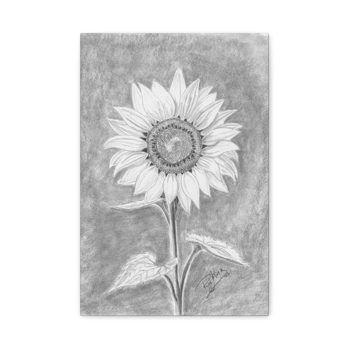 Sunflower  - Canvas Gallery Wraps