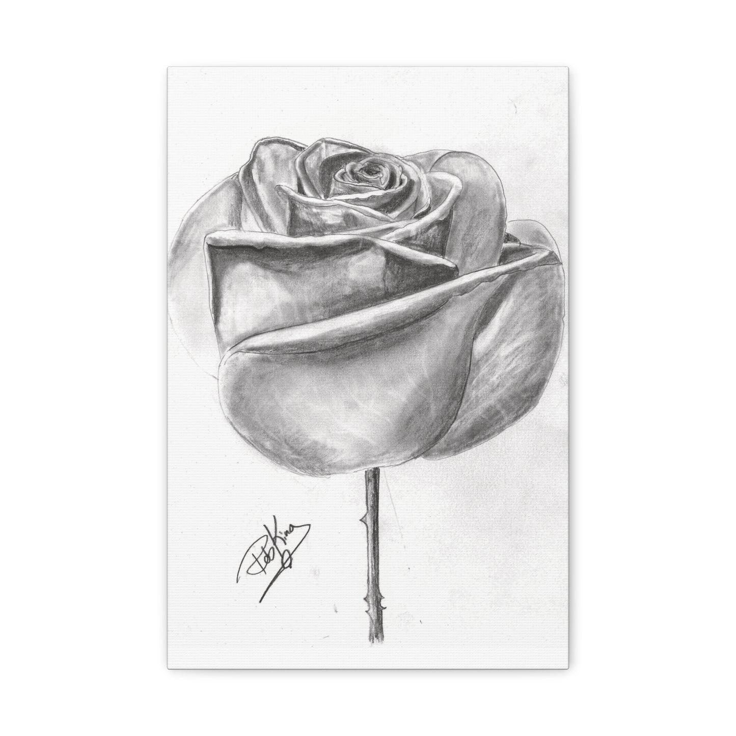 Single Rose in Bloom  - Canvas Gallery Wraps