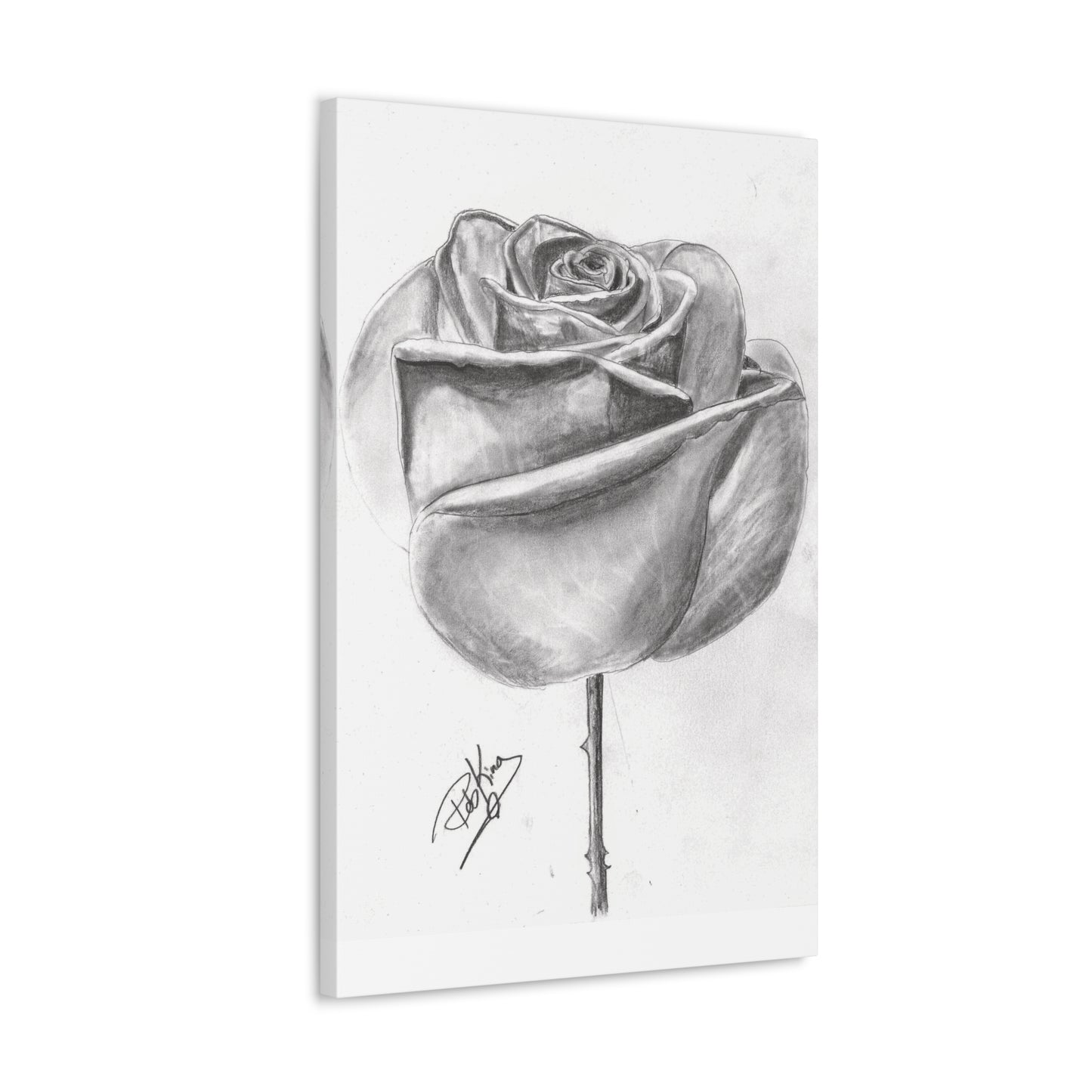 Single Rose in Bloom  - Canvas Gallery Wraps