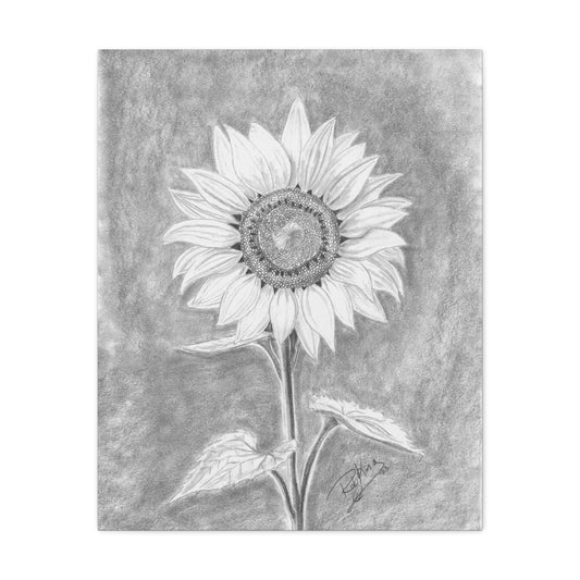 Sunflower  - Canvas Gallery Wraps