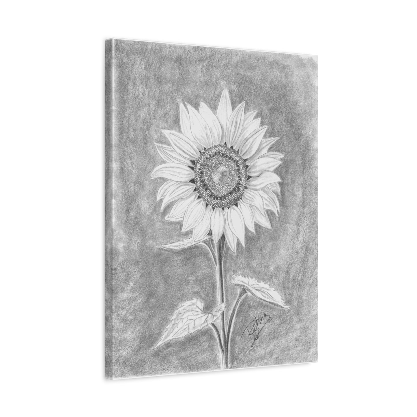 Sunflower  - Canvas Gallery Wraps