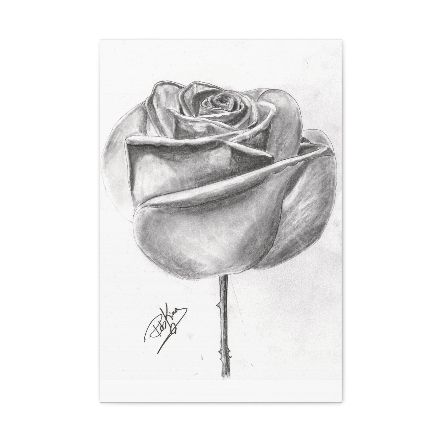 Single Rose in Bloom  - Canvas Gallery Wraps