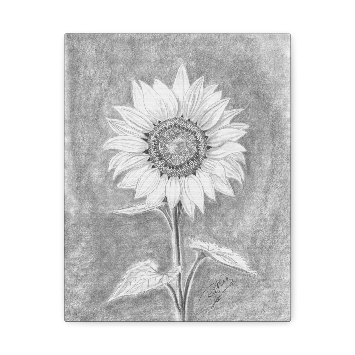 Sunflower  - Canvas Gallery Wraps