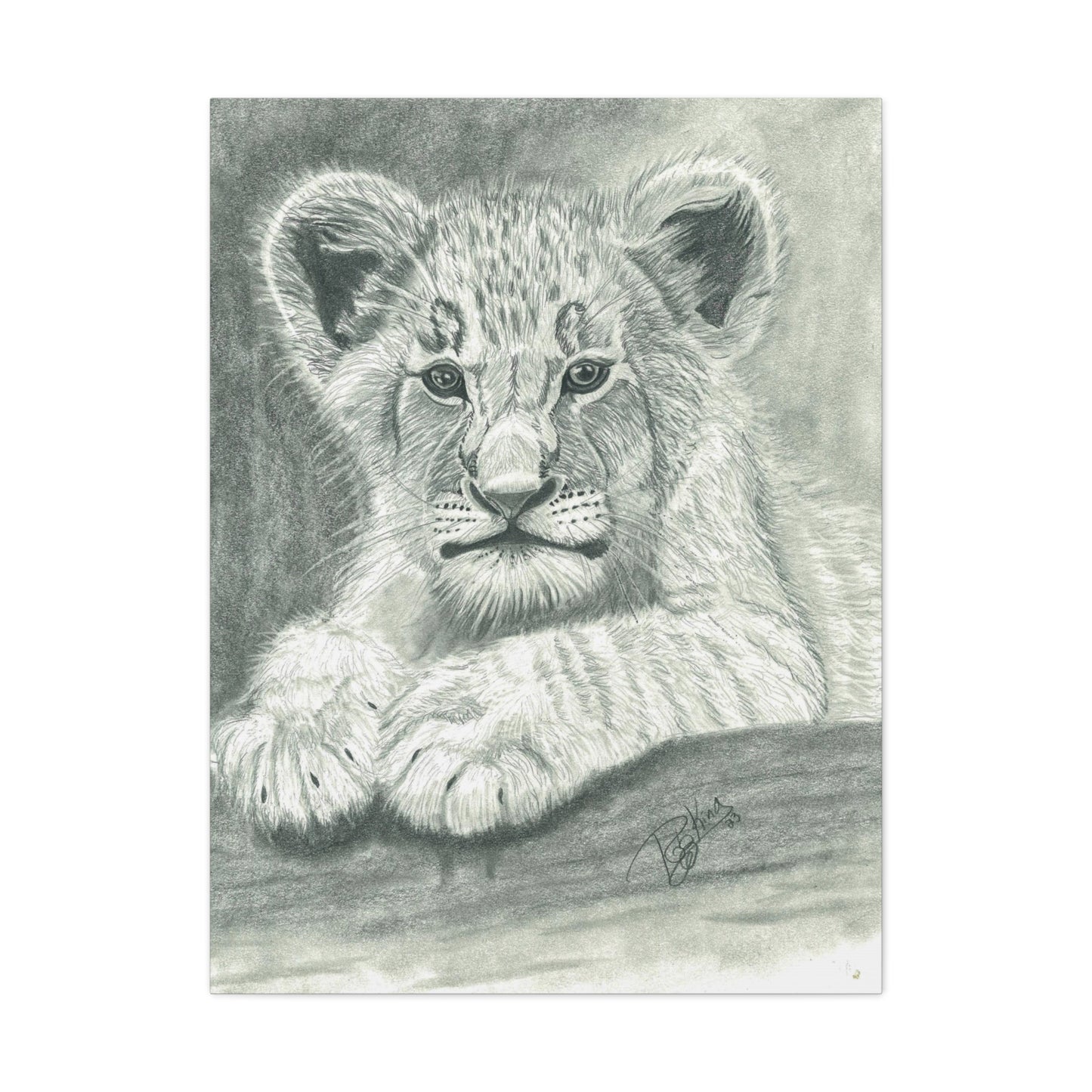 Lion Cub Canvas Gallery Wraps