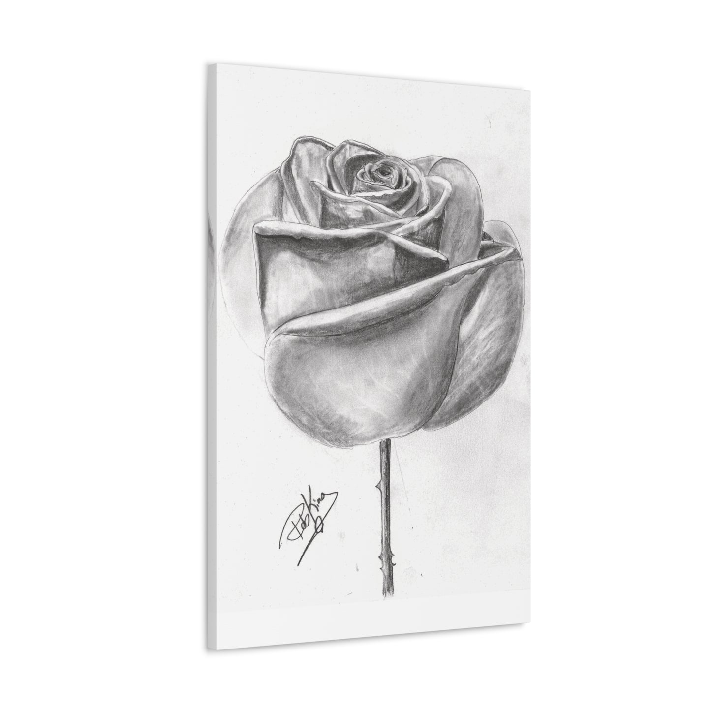 Single Rose in Bloom  - Canvas Gallery Wraps