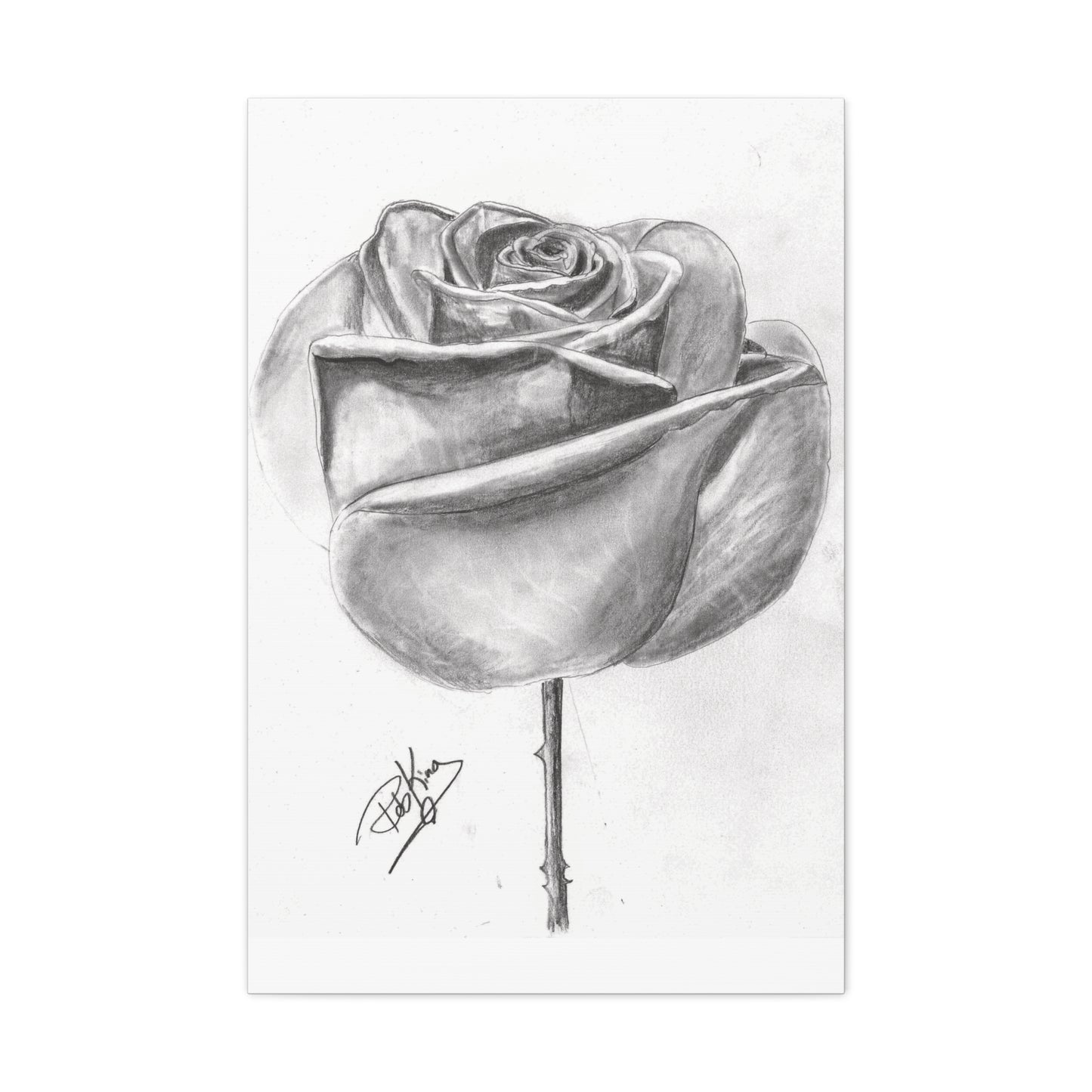 Single Rose in Bloom  - Canvas Gallery Wraps