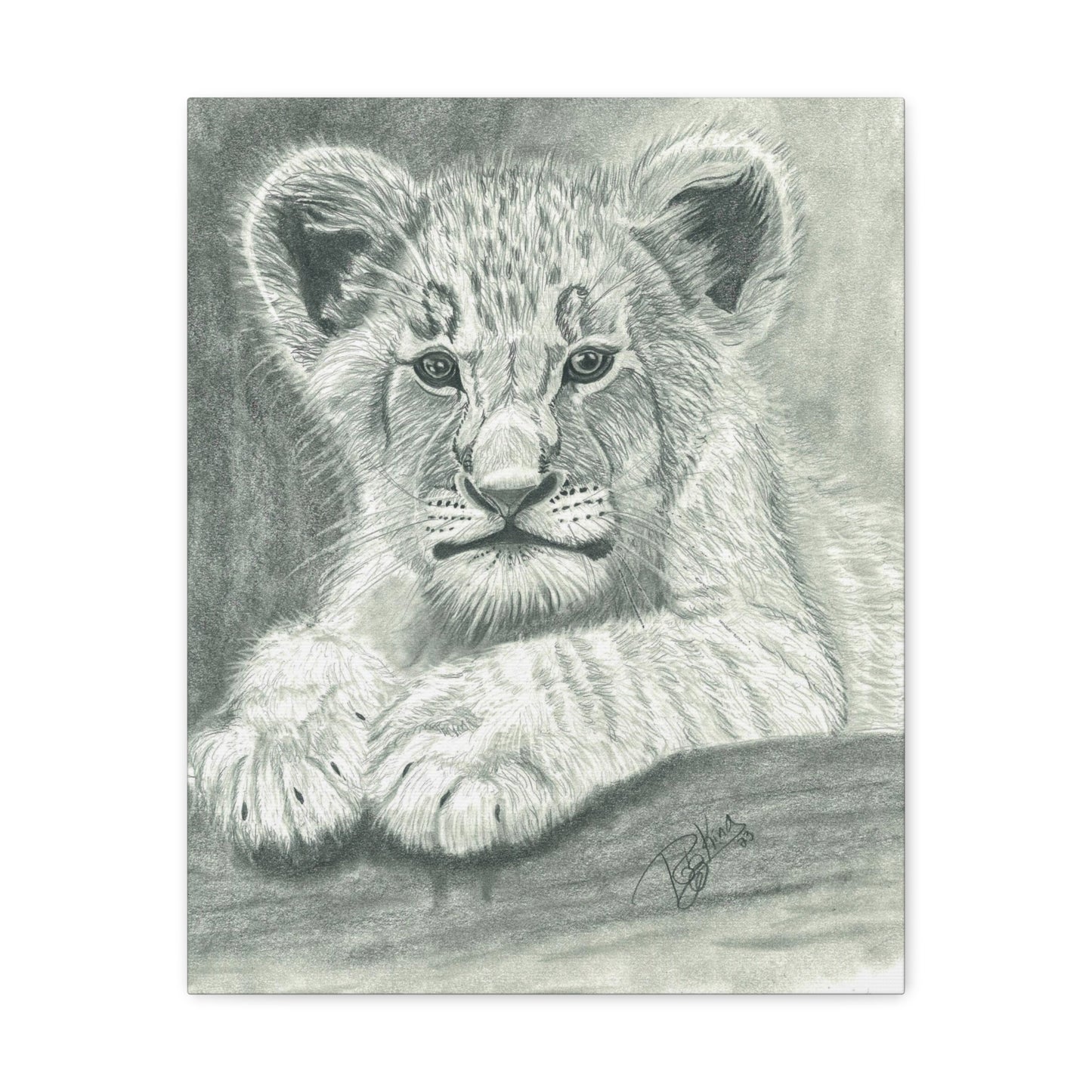 Lion Cub Canvas Gallery Wraps