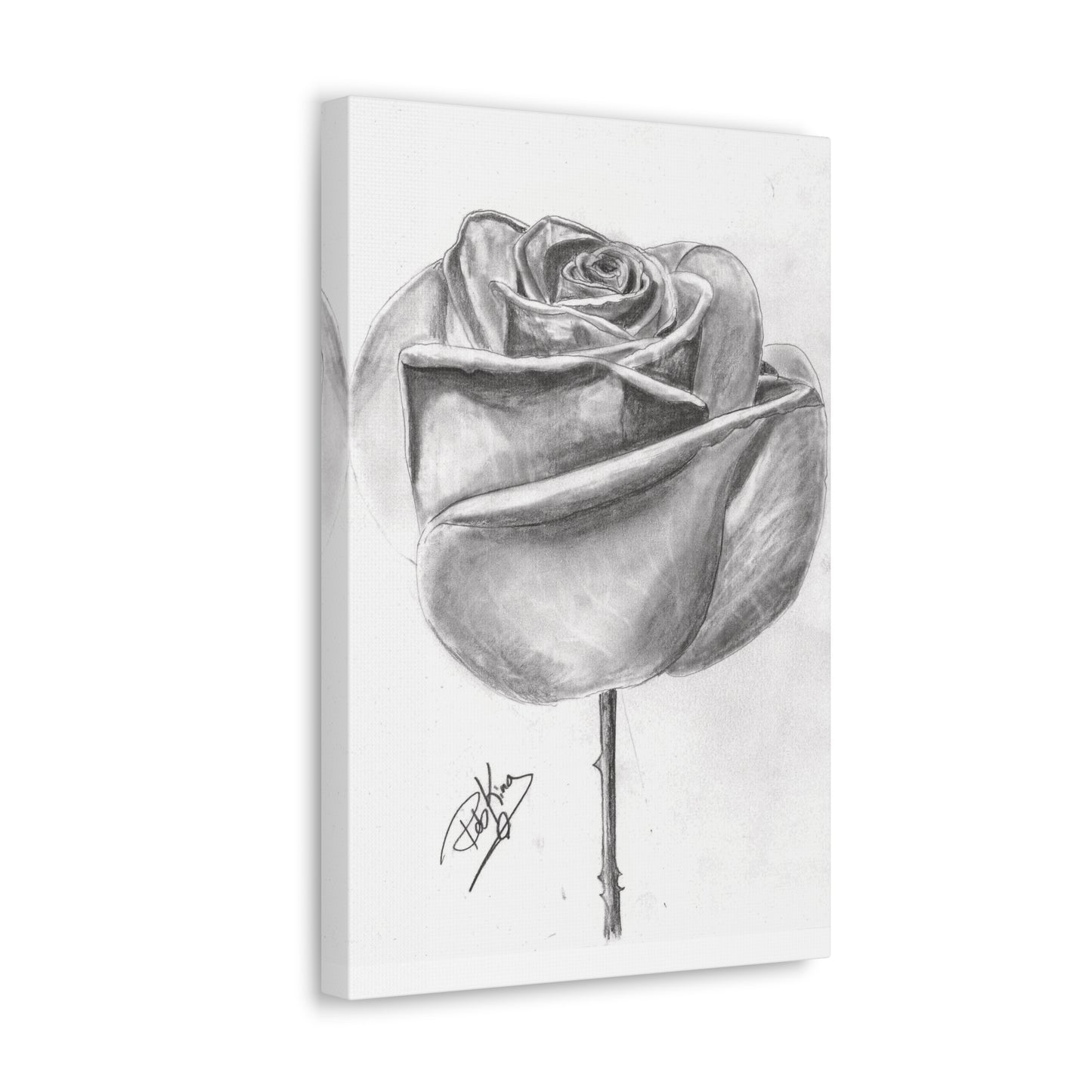 Single Rose in Bloom  - Canvas Gallery Wraps