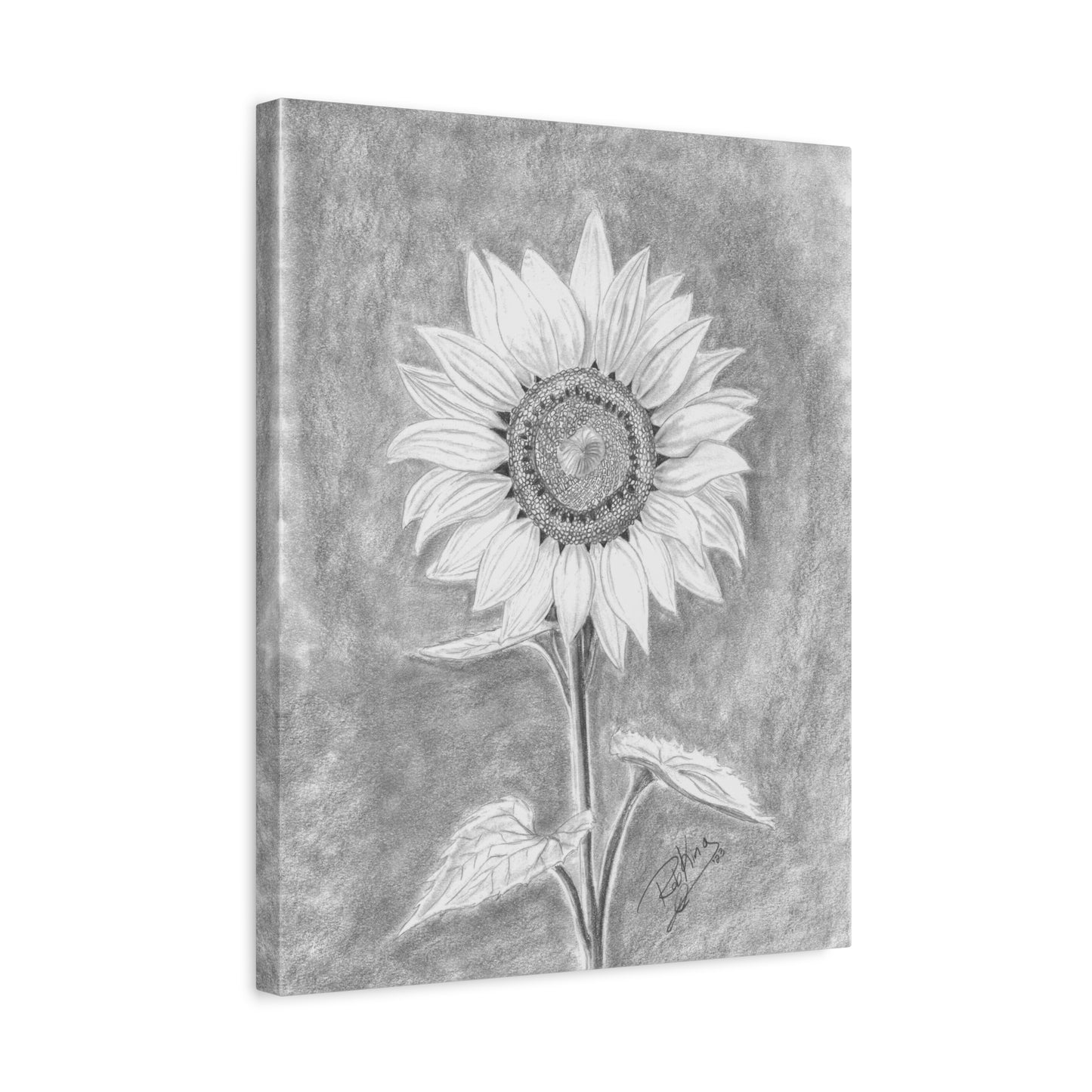 Sunflower  - Canvas Gallery Wraps