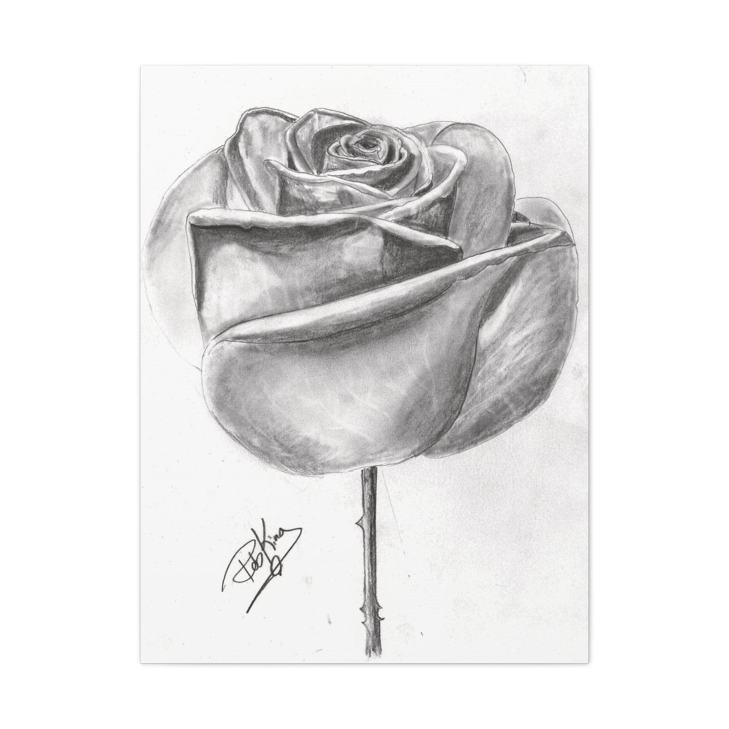 Single Rose in Bloom  - Canvas Gallery Wraps
