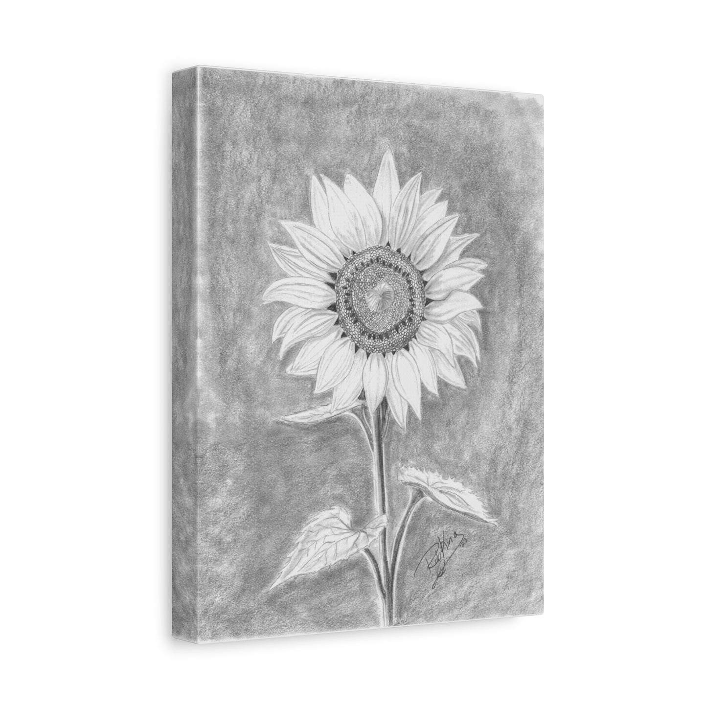 Sunflower  - Canvas Gallery Wraps